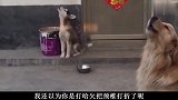 两个狗子的叫声也太搞笑了吧，差别这么大！