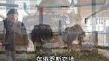 在农场为什么要给牛带上眼镜