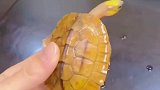 给大家看看极品的海南金钱龟是啥样的