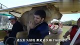男子跟团去动物园，狮子上去就一把抱住，下一秒笑翻了