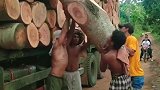 伐木工装树木的方法