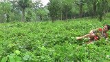 妹子在野外意外摔倒，不料一看竟然是好东西，这下够妹子吃一顿了