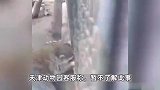 动物园内小浣熊被狐狸隔栅栏撕咬，游客拍玻璃制止无效：动物园电话无人接听