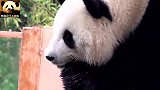 熊猫思嘉的完美颜值不得不让人爱慕，实在太漂亮了
