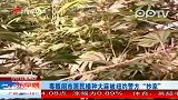 毒贩闹市居民楼种大麻被纽约警方“抄家”