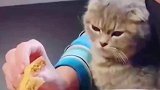 要做一只有骨气的猫，猫，我就不相信你一口都不给我吃