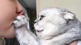 猫咪团子活该单身，亲下都不让还差点被咬