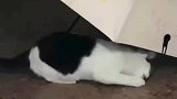 偶遇一只偷伞猫咪，伞丢了还得问问猫