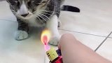 猫：铲屎的，一只小鱼干你就想把我打发了啊！