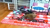 三只泰迪一台戏, 狗子你忘了你是小母狗了吗