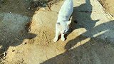 农村小伙带着自家猫咪装饰花园，好家伙，还来个监工！
