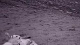 一起“云吸猫”！青海海东首次记录到雪豹实体影像，从而将青海雪豹分布区延伸至祁连山东端