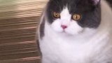 当年的小可爱不见了，进化成21斤多的猫！你是从哪里开始喜欢胖子的肥猫
