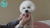 宠物美容,比熊造型修剪视频教程