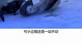 失去孩子的企鹅妈妈这一动作感动所有人