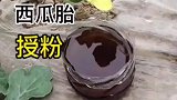 西瓜刚长出来就用药水，良心不会痛吗