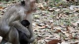 猴妈妈安静的守护着猴宝宝！