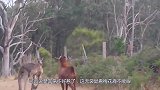袋鼠看梅花鹿不顺眼，上前就一脚，接下来憋住别笑