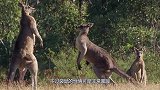 袋鼠看梅花鹿不顺眼，上前就一脚，接下来憋住别笑