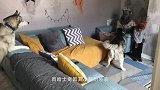 单独把哈士奇放家里，隔着屏幕，都能感觉到主人回家后的绝望