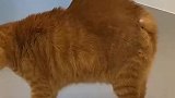 猫咪十分生气，整个身子都炸毛了
