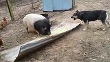 山东农场里狗狗向猪咆哮，猪猪终于忍不住了