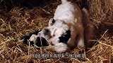 培养小奶狗们探索新环境，这有助于它们树立信心，不会害怕未知事