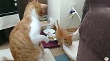 橘猫：锤还是不锤呢等我先思想斗争一下