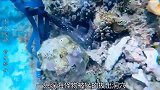渔民潜捕现场，惨遭章鱼袭击