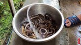 在农村，吃了30多年黄鳝，头一次见这种做法，真是高手在民间