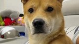 来自狗子的搞笑眼神提问！