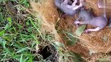 小松鼠的窝掉地上了，把松鼠妈妈给急坏了