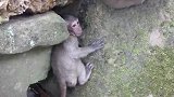 小奶猴本来还在跟猴妈堵气，谁知耐不过饥饿，要找猴妈喝奶