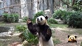 熊猫园舟坚持站立17秒才够到吃的，留个委屈的背影给游客