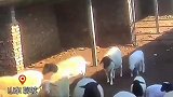 公羊刚被主人关到一个圈里，立刻爆发争斗