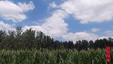 儿媳妇回娘家，阿龙刚把电三轮倒出来，不料公公拿着石榴追出门外