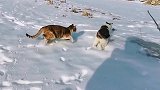 田园猫的冬季生活