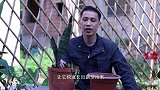 虎皮兰出现这种情况，这3步做好了，快速长芽