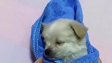 主人一帮小奶狗包上毯子，小奶狗立马闭上眼睛，真是秒睡
