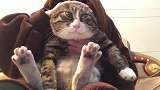 主人给肥猫做头部按摩，肥猫的表情太搞笑了