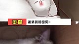 是美女猫妈妈和她的乖崽