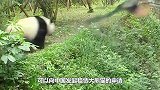熊猫在日本太嚣张，竟成了动物园小霸王，碰到美女就求抱抱！