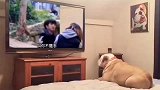 这一天天的糊涂行为, 说实话连狗都看不下去了