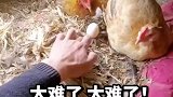 母鸡面前拿鸡蛋，太难了，太难了