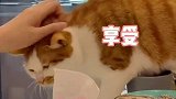 新发现的驱赶和召唤猫咪大法