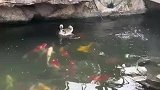 小鹅被鱼儿一顿狂追，这一幕看呆了