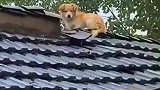 狗子：主人快上来，下面危险呀！