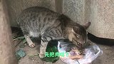看公狸花猫如何啃有点大的鸡骨头，小口啃品尝美味早餐