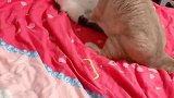 猫：不许抱着我啊，不然我叫铲屎官来了啊！