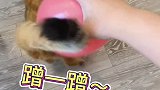 当小猫咪遇到气球会发生什么